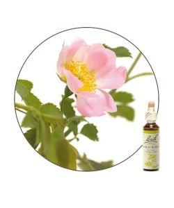 Wild Rose (n°37), 20 ml